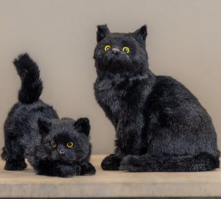 Marcel the Mischievous Black Kitten