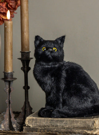 Clementine the Curious Black Cat