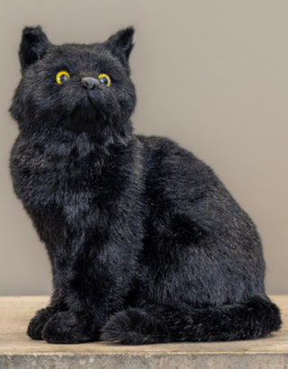 Clementine the Curious Black Cat
