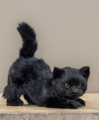 Marcel the Mischievous Black Kitten