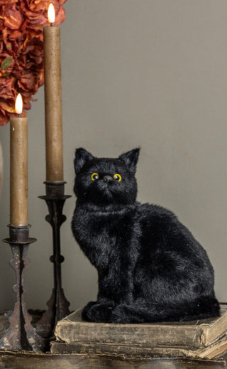 Clementine the Curious Black Cat