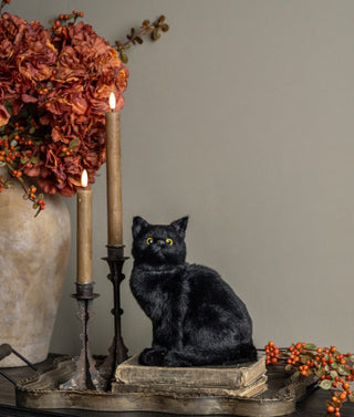 Clementine the Curious Black Cat