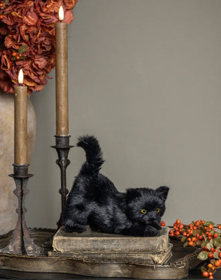 Marcel the Mischievous Black Kitten
