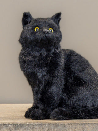 Clementine the Curious Black Cat