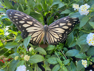 Flutterby Butterflies