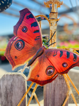 Flutterby Butterflies